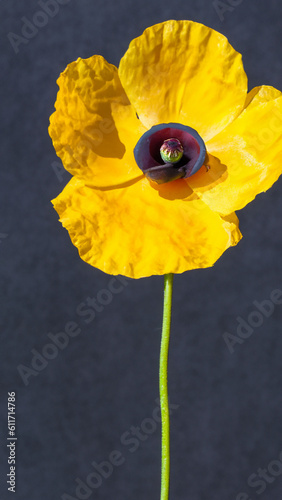 Yellow Poppy on dark background - Meconopsis cambrica - Welsh poppy - generative ai photo