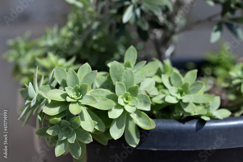 Composition of succulent plants in grey pot for decoration outdoors. Close-up, selective focus