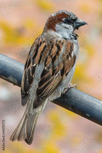 house sparrow Passer domesticus most abundant small birds common in aiguamolls emporda girona spain mediterranean