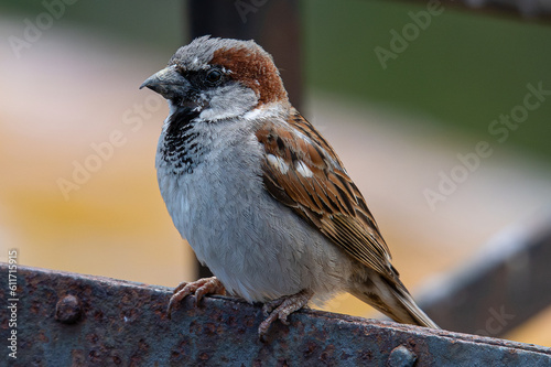 house sparrow Passer domesticus most abundant small birds common in aiguamolls emporda girona spain mediterranean