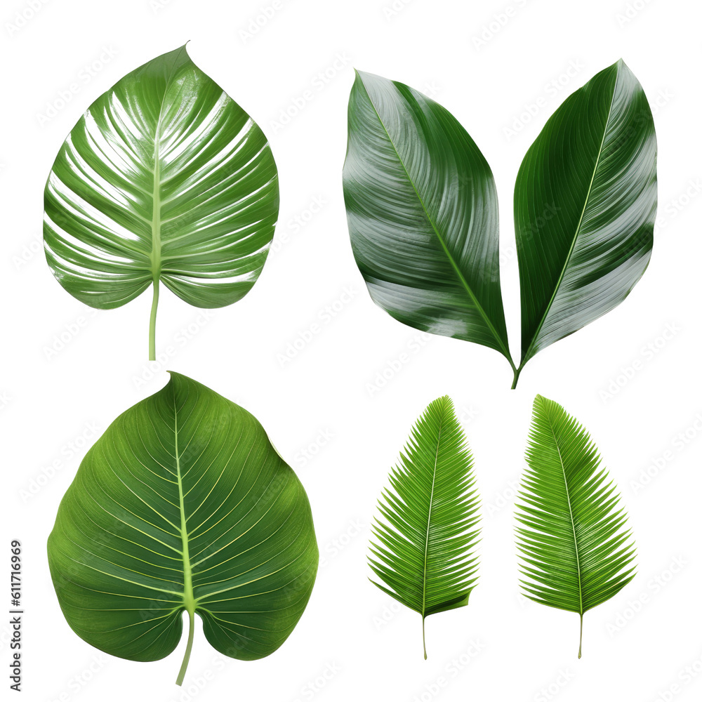 set of green leaves isolated on transparent background cutout