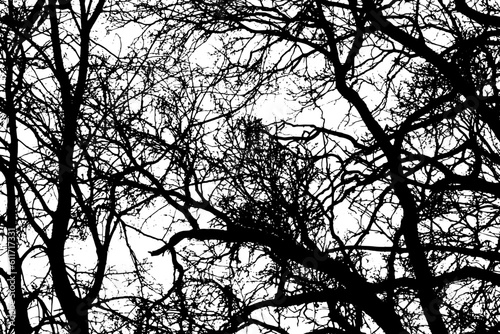 Tree branch silhouette on transparent background