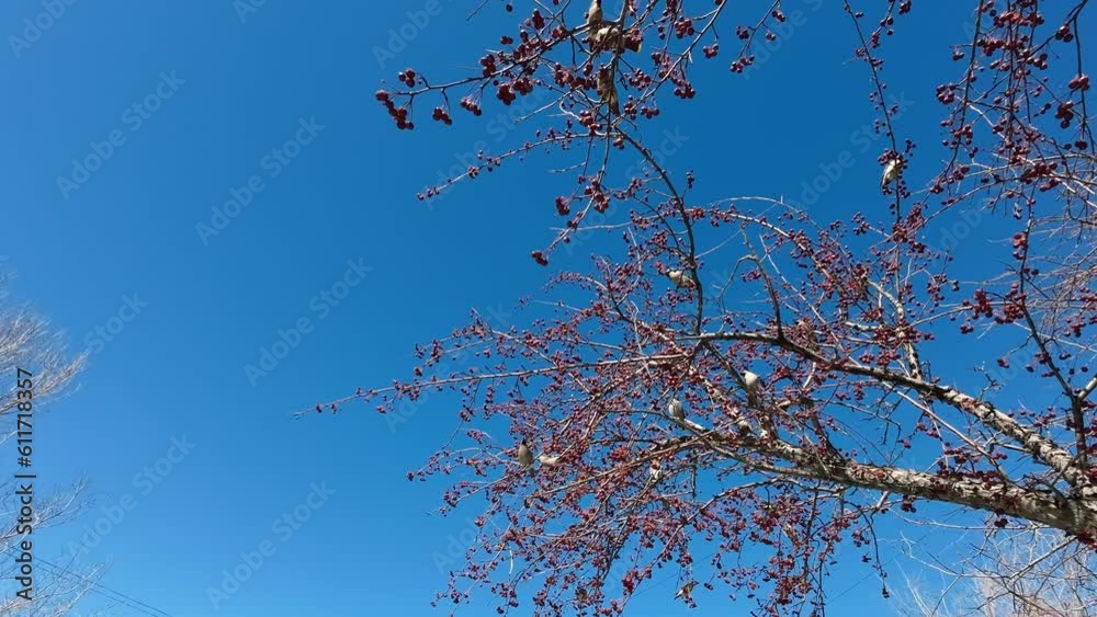 Flock of birds Bohemian waxwing on an apple tree, against a beautiful blue sky Flock of birds Bohemian waxwing on an apple tree, against a beautiful blue sky