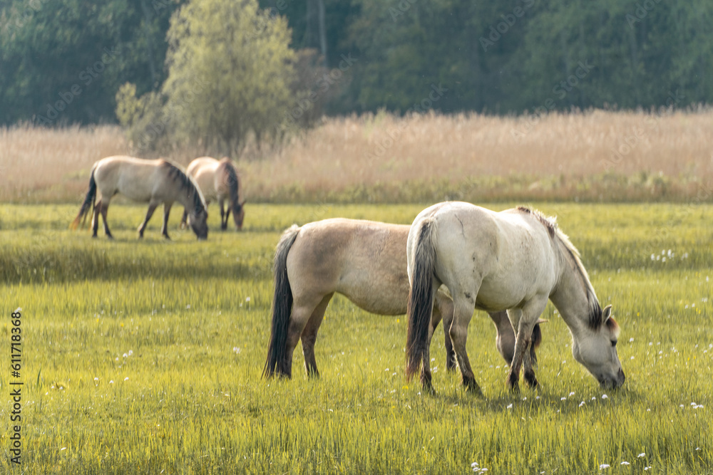 Wild horses in the dunes of Wassenaar, The Netherlands. Wild horses in the dunes of Wassenaar, The Netherlands.