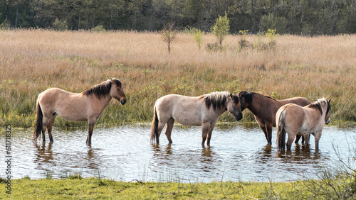 Fototapeta Naklejka Na Ścianę i Meble -  Wild horses in the dunes of Wassenaar, The Netherlands.