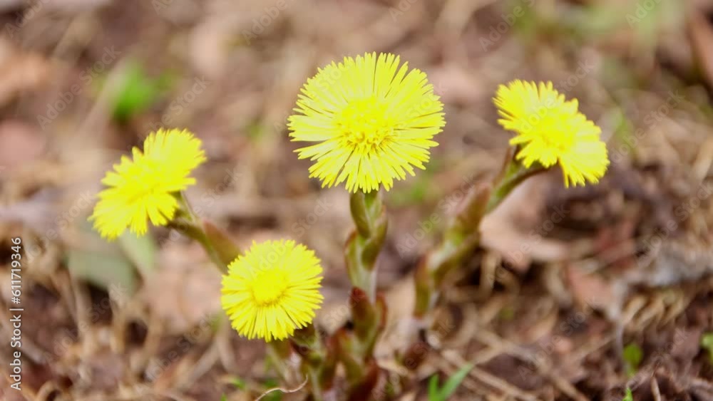 Spring tussilago farfara in garden close up, bright yellow flowers Spring tussilago farfara in garden close up, bright yellow flowers