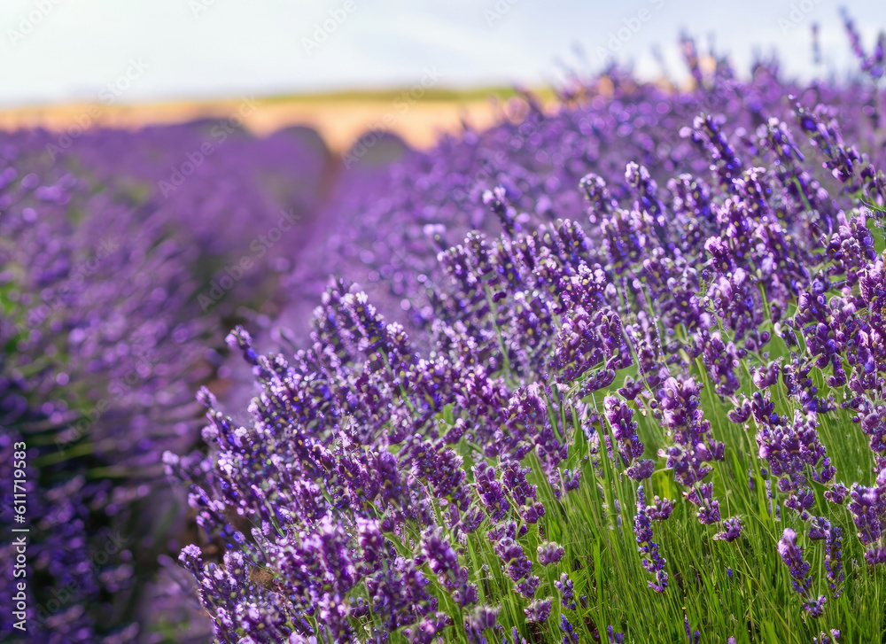 Naklejka premium field of lavender