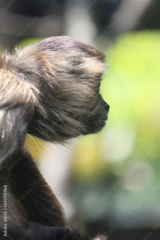 Naklejka premium monkey