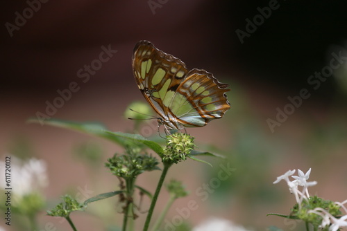 butterfly on a flower