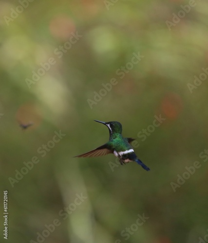 hummingbird in flight