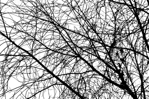 Tree branch silhouette on transparent background