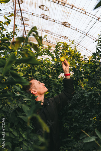 Fotografie Man picking a lemon in the hotbed
