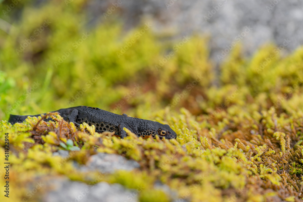 On lichens, the Alpine newt male (Ichthyosaura alpestris) On lichens, the Alpine newt male (Ichthyosaura alpestris)
