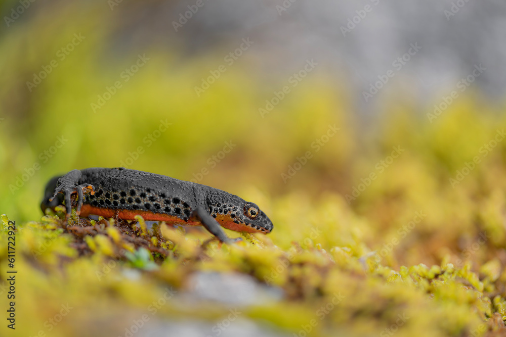 Hunting insects on lichens, the Alpine newt male (Ichthyosaura alpestris) Hunting insects on lichens, the Alpine newt male (Ichthyosaura alpestris)