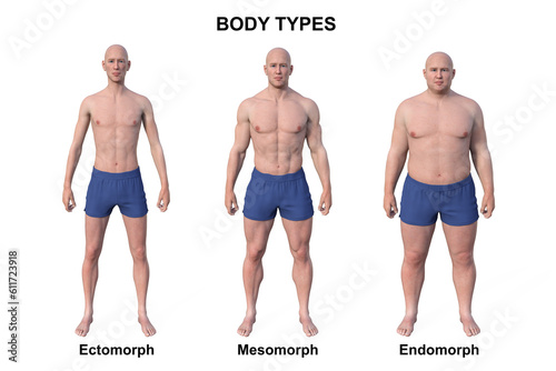 A 3D illustration of a male body showcasing three different body types - ectomorph, mesomorph, and endomorph photo