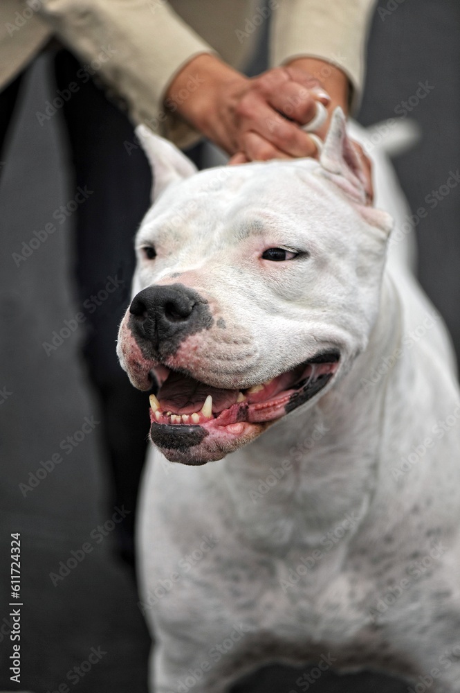 Portrait of the muzzle of a dog Argentine dogo: a dogue-type molossoid dog breed, native to the Córdoba region of Argentina