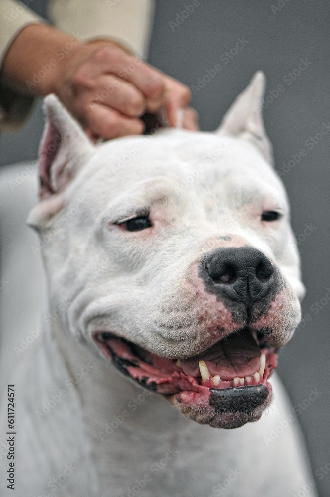 Portrait of the muzzle of a dog Argentine dogo: a dogue-type molossoid dog breed, native to the Córdoba region of Argentina