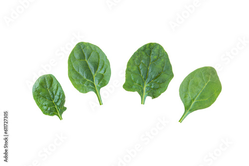 Spinach leaves set isolated transparent png. Spinacia oleracea green leaf vegetable.