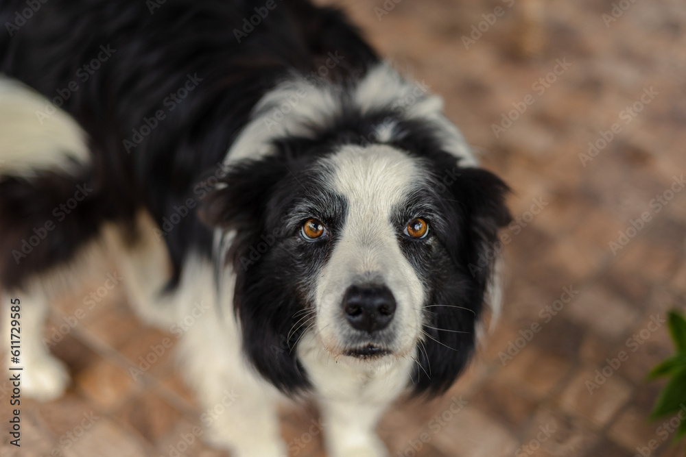 border collie dog with brown eyes 
