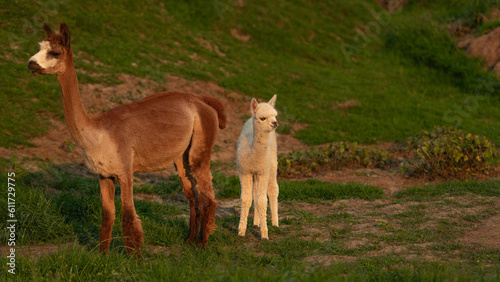 alpaca family on the farm