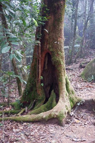 Tree trunks in the rainy season are infected with fungi and ferns.