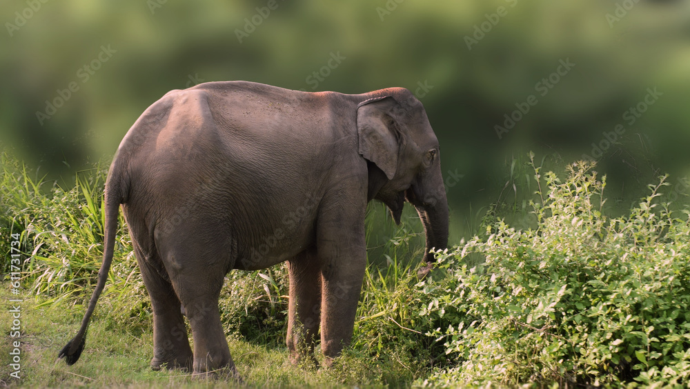 Fototapeta premium Asian Elephant