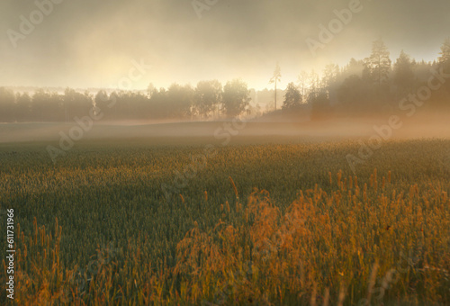 Misty grain field in lates summer in warm tones