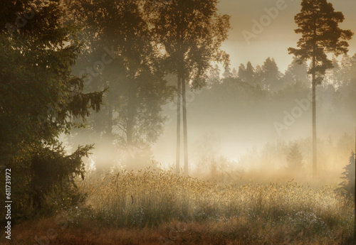 High grass in misty forest, warm tones