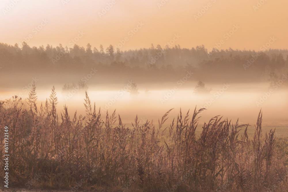 Mist over a field at dawn, Northern Europe