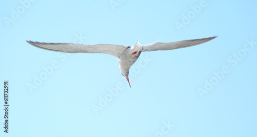The river tern flies in the blue sky photo