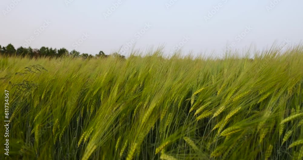 green wheat spikelets at sunset with a strong wind, a strong wind shakes the spikelets of green color at dusk at sunset green wheat spikelets at sunset with a strong wind, a strong wind shakes the spikelets of green color at dusk at sunset