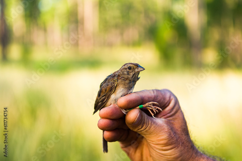 A biologist's hand holds a tagged Bachman's Sparrow in the  Wade Tract Preserve, Georgia photo