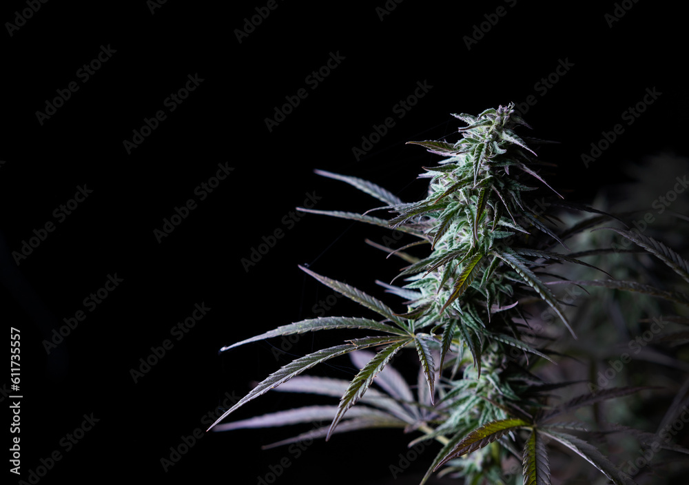 Marijuana, Cannabis, Ganja, Weed Marijuana, Cannabis, Ganja, Weed