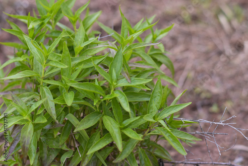 Andrographis paniculata (green chiretta) in Garden, on Blurred Brown Background