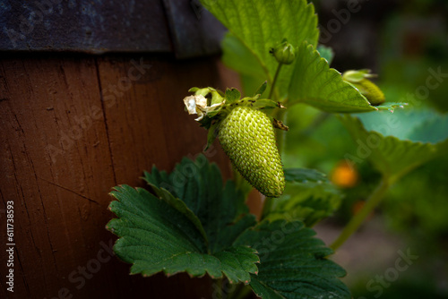 Niedojrzała truskawka