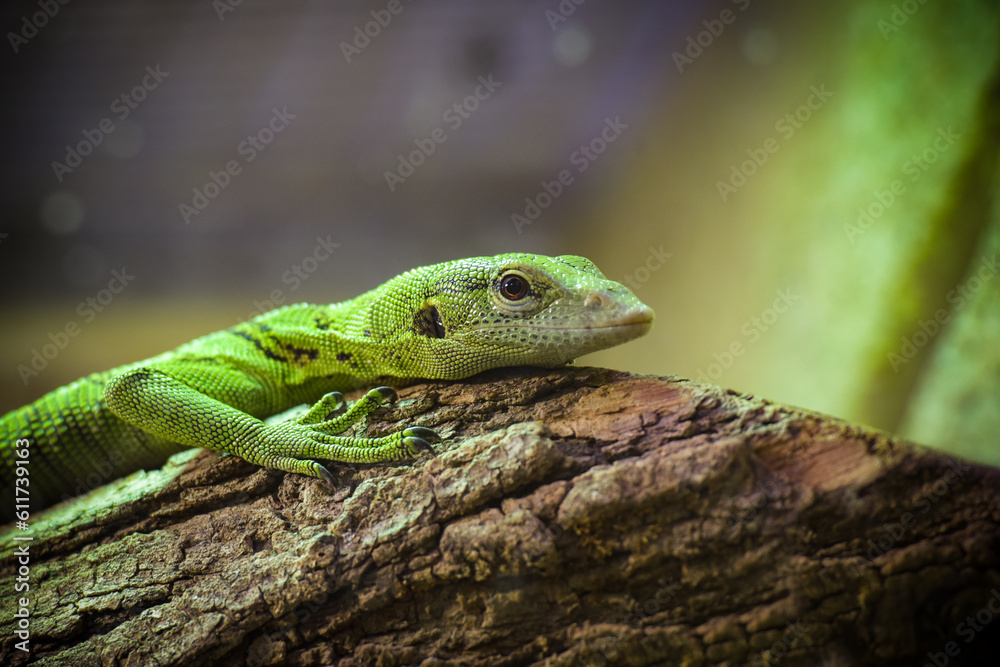view on an emerald monitor lizard view on an emerald monitor lizard