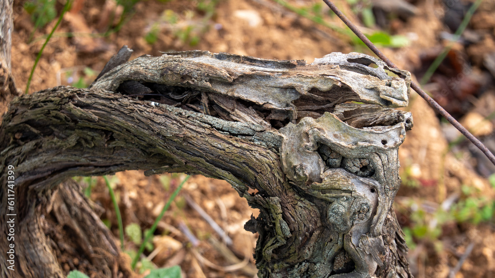 Vine tree