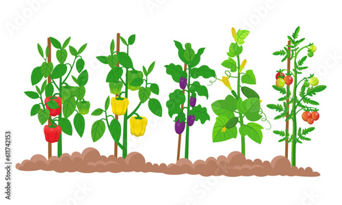 Farm panorama with garden with vegetables on the beds, eggplant ,tomatoes, cucumbers, peppers plant with mature fruits  on a white background. Vector illustration in cartoon style.