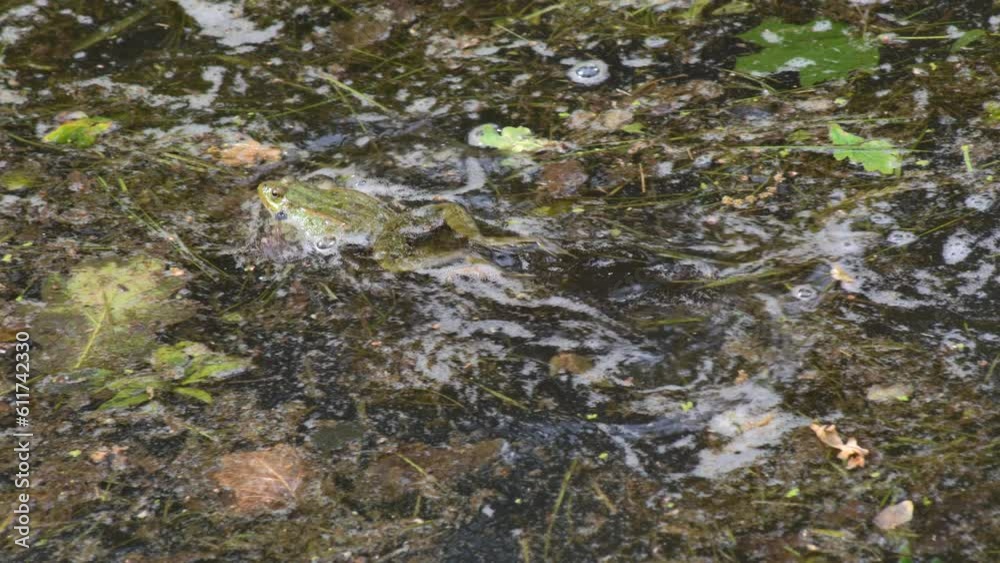 Large green frogs croak very loudly during the mating season in their cozy swamp. Large green frogs croak very loudly during the mating season in their cozy swamp.