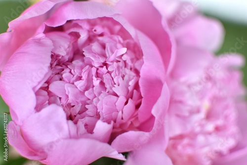pink peony flowers on green background