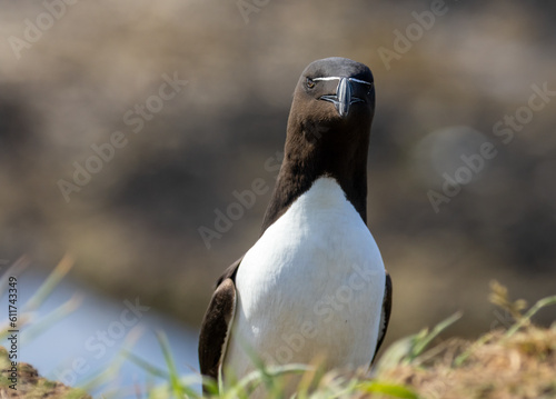 Obraz na plátne Razorbill sea bird on the cliff in the sunshine
