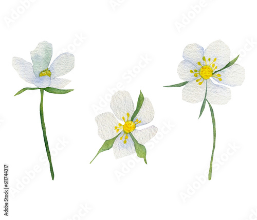 Watercolor white strawberry flowers set. Branches with strawberry flowers highlighted on a white background. Spring flowers for printing, invitations, postcards