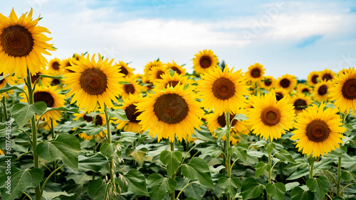 Sunflower growing in a field of sunflowers during a nice sunny summer day.