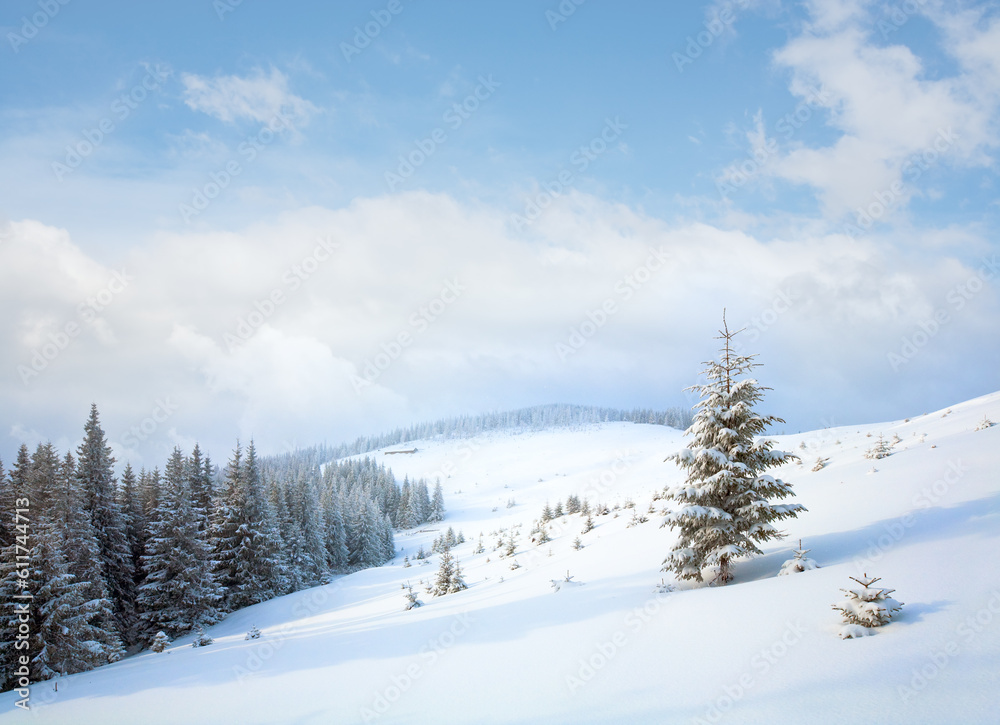 Winter calm dull mountain landscape with fir trees  on slope (Kukol Mount, Carpathian Mountains, Ukraine)