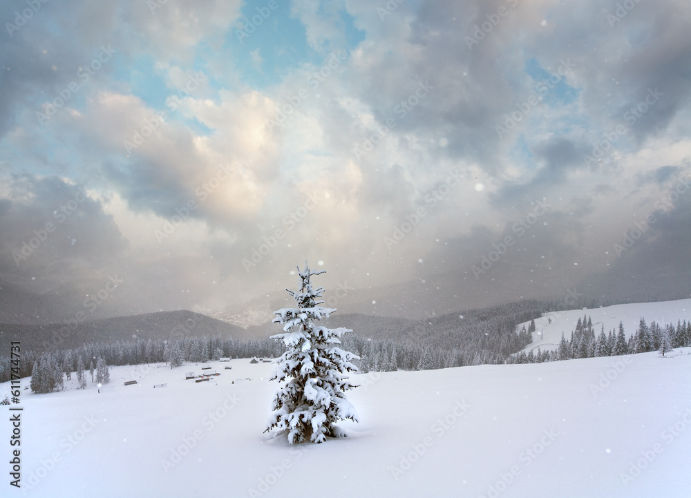 Fototapeta premium Winter calm mountain landscape with snowfall ang beautiful fir trees on slope (Kukol Mount, Carpathian Mountains, Ukraine)
