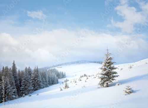 Winter calm dull mountain landscape with fir trees on slope (Kukol Mount, Carpathian Mountains, Ukraine)