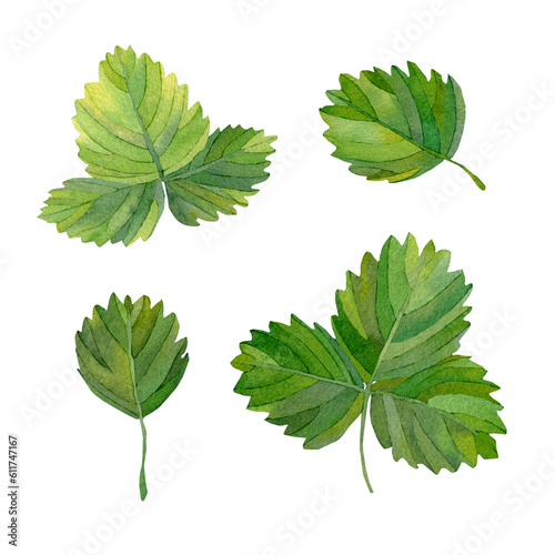 set of green leaves. A set of watercolor green strawberry leaves. Strawberry branches and leaves are highlighted on a white background. Watercolor leaves for printing, invitations, postcards.