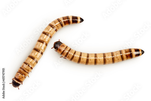 Worms larvae zophobas isolated on white background. Food for exotic animals. Top view. Flat lay