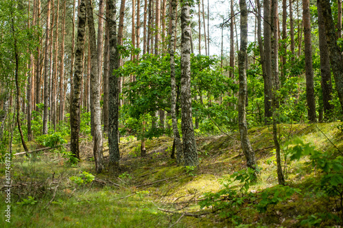 Beautiful mixed pine and deciduous forest, Lithuania