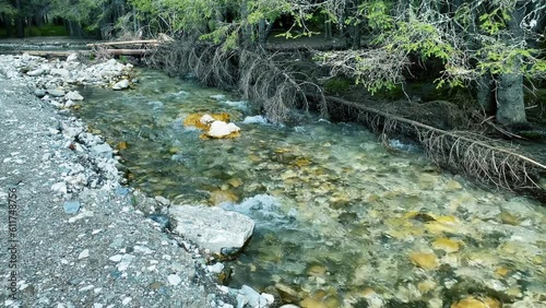 Water flowing through the forest